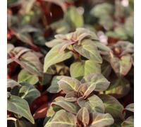 Semi di centella asiatica - selvatiche biologiche balcone decorazioni giardino per esterni semi di selvatici per i luoghi soleggiati selvatiche 40pcs