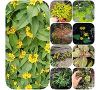 Semi di centella asiatica - selvatiche biologiche per giardinieri copertura del terreno vecchie varietà per i luoghi soleggiati giardino di rare 90pcs