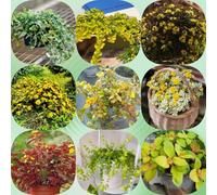 Semi di centella asiatica - selvatiche biologiche semi di giardino rare per i luoghi soleggiati decorazioni giardino per esterni selvatiche esotiche 200pcs