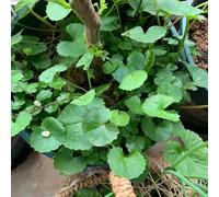 Semi di Centella asiatica - selvatiche vecchie varietà semi di verdi prodotti sostenibili giardino resistenti 300pcs