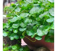 Semi di Centella asiatica, semi di medicinali verdi da giardino roccioso resistenti giardino di vecchie varietà balcone con aiuola di 180pcs
