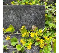 Semi di centella, Coprisuolo sempreverde, resistente Lysimachia nummularia, semi di campo del giardino semi di varietà antiche 30pcs