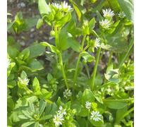 Semi di centocchio comune - per giardinieri selvatiche vecchie varietà semi di prodotti sostenibili balcone 100pcs