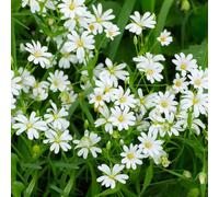 semi di centocchio comune - resistenti in vaso Stellaria media giardino, 100pcs