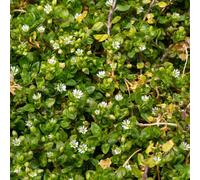 semi di cerastio - aiuole rialzate per giardino, perenni resistenti 300pcs