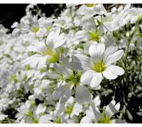 Semi Di Cerastium Tomentosum Bianco 5 Grammi Piante Selvatiche Garantite