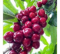 semi di cerezzo giardino interni balcone con letto elevato colonnario resistente semi biologici cerezzo colonnario 200pcs