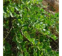 Semi di cespuglio di cappero - Capparis spinosa, semi di vecchie varietà Le da giardino sono balcone 100pcs
