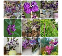 Semi di cespuglio di Love-pearl, da balcone resistenti Callicarpa bodinieri, decorazione floreale acquistare il cespuglio di perle d'amore resistente all'inverno 100pcs