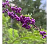 Semi di cespuglio di Love-pearl, serre da balcone Callicarpa bodinieri, da balcone resistenti semi di cespuglio di perle d'amore rare arbusti 60pcs