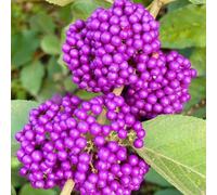 Semi di cespuglio di Love-pearl, vecchie varietà Callicarpa bodinieri, semi di da balcone resistenti acquistare il cespuglio di perle d'amore resistente 350pcs