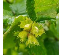 semi di cespuglio di nocciole, d'appartamento resistenti per il giardino esotiche roccioso sono 25pcs