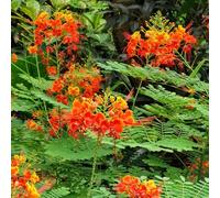 Semi di cespuglio di pavone - Le da giardino sono Caesalpinia pulcherrima - semi di perenni 5pcs