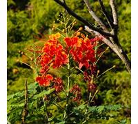 semi di cespuglio di pavone resistente, balcone in serra per alle pietre esotiche giardino perenni 10pcs