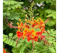 Semi di cespuglio di pavone - resistenti per il giardino Caesalpinia pulcherrima - copertura del terreno perenne semi di arbusti 10pcs