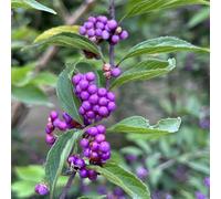 Semi di cespuglio di perle d'amore - arbusti fioriti resistenti Callicarpa bodinieri - semi di da balcone resistenti rare da giardino roccioso 150pcs