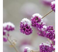 Semi di cespuglio di perle d'amore - giardino di arbusti Callicarpa bodinieri - acquistare il cespuglio di perle d'amore resistente all'inverno semi di decorazione soggiorno 250pcs