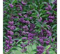 Semi di cespuglio di perle d'amore - semi di Callicarpa bodinieri - acquistare il cespuglio di perle d'amore resistente all'inverno arbusti fioriti resistenti 10pcs