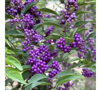 Semi di cespuglio di perle d'amore - semi di Callicarpa bodinieri - da balcone arbusti sempreverdi resistenti semi di selvatici acquistare il 300pcs