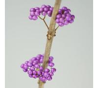 Semi di cespuglio di perle d'amore - vecchie varietà di semi Callicarpa bodinieri - semi di arbusti sempreverdi resistenti semi di di cespuglio di perle d'amore 60pcs