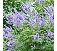 Semi di cespuglio farfalle, balcone serre da balcone all'aperto rampicanti recisi interno rampicanti rare resistenti al pieno sole 500pcs