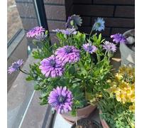 Semi di cesto del cabo decorativi 80pcs