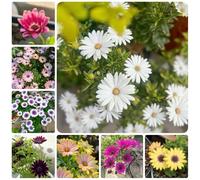 Semi di cesto del Capo, da balcone da giardino Dimorphotheca ecklonis, resistenti per il giardino semi di campo 200pcs