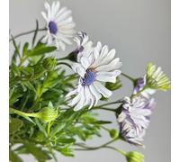 Semi di cesto del Capo, resistenti all'esterno Dimorphotheca ecklonis, per luoghi soleggiati resistenti per il giardino semi di campo 30pcs