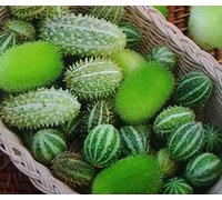 Semi di cetriolo ornamentali - Cucumis dipsaceus