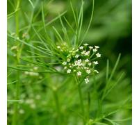 Semi di Chaerophyllum, semi per aiuole rialzate di medicinali esotiche regali per gli amanti del giardino prodotti sostenibili perenni verdi 100pcs