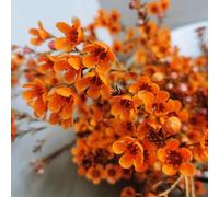 semi di Chamelaucum uncinatum giardino di arbusti biologici semi per i luoghi soleggiati resistenti arbusti resistenti balcone 90pcs