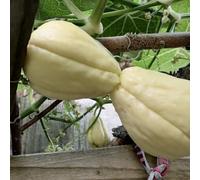 Semi di chayote esotico aromatiche da giardino invernali vecchie varietà di semi Perenni resistenti raro frutteto balcone serra 80pcs