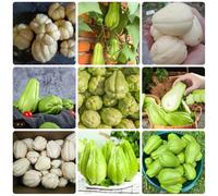 Semi di chayote giardino sul balcone vecchie varietà vecchie varietà di raro invernali aromatiche da giardino sostenibili frutteto 120pcs