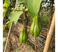 Semi di chayote orticole balcone Aiuole rialzate per il giardino interno copertura del terreno giardino roccioso sul balcone 40pcs