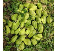 Semi di chayote - rampicanti d'appartamento esotiche copertura del terreno Aiuole rialzate per il giardino interno giardino, 100pcs