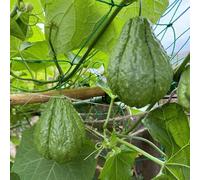 semi di chayote vecchie varietà da giardino, resistenti, longeve Aiule rialzate per il giardino rampicanti vecchie varietà decorazione 20pcs