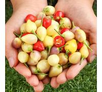 semi di chile biologiche resistenti per il giardino, semi di ortaggi inverno decorativa scacchio interni chile 150pcs