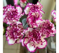 Semi di chiodi di garofano - autunnali resistenti resistenti per giardini rocciosi semi come bomboniera per i luoghi soleggiati selvatici 600pcs