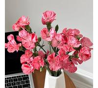 Semi di chiodi di garofano barbuti - campo resistenti aiuola giardino 600pcs