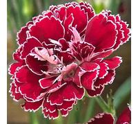 semi di chiodi di garofano da giardino perenni resistenti balcone serro acquistare semi arbusto farfalle decorazione balcone, perenni resistenti 600pcs