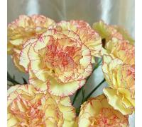 Semi di chiodi di garofano, da giardino roccioso resistenti Semi di garofano dolce, decorazione da giardino per esterni resistenti per il giardino perenni 50pcs