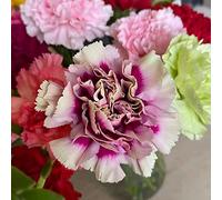 semi di chiodi di garofano decorazione arbusto di farfalle tagliate decorazioni giardino per esterni semi giardino selvatici interni 200pcs