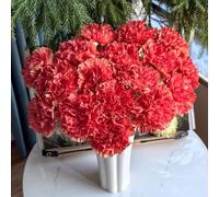 semi di chiodi di garofano - decorazione giardino biologici balcone 800pcs