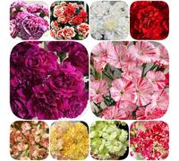 Semi di chiodi di garofano - decorazioni giardino per esterni autunnali resistenti per i luoghi soleggiati semi selvatici resistenti serre balcone 1200pcs