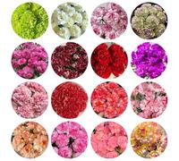 semi di chiodi di garofano - esotiche, resistenti perenni vecchie varietà, biologici da giardino 1000pcs