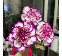 semi di chiodi di garofano - in vaso per arredamento ufficio giardino letto rialzato da appartamento esotiche biologiche resistenti in vaso d'appartamento 400pcs