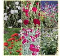 Semi di chiodi di garofano - Lychnis coronaria - resistenti all'esterno resistenti per il giardino per luoghi soleggiati piccoli doni copertura del 350pcs