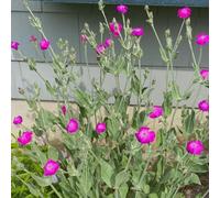 Semi di chiodi di garofano - Lychnis coronaria - semi di decorazioni floreali semi di campo esotiche resistenti da balcone 150pcs