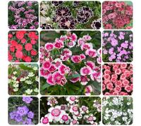 Semi di chiodi di garofano per barba perenni, varietà antiche di Dianthus, Dianthus chinensis, Le da giardino sono perenni resistenti giardino 500pcs