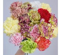 Semi di chiodi di garofano perenne resistente, biologici semi di campo Semi di chiodi di garofano barba, da giardino 250pcs